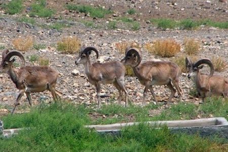 پرداخت ۳/۵ میلیارد به خسارت‌دیدگان حیات‌وحش در اردبیل
